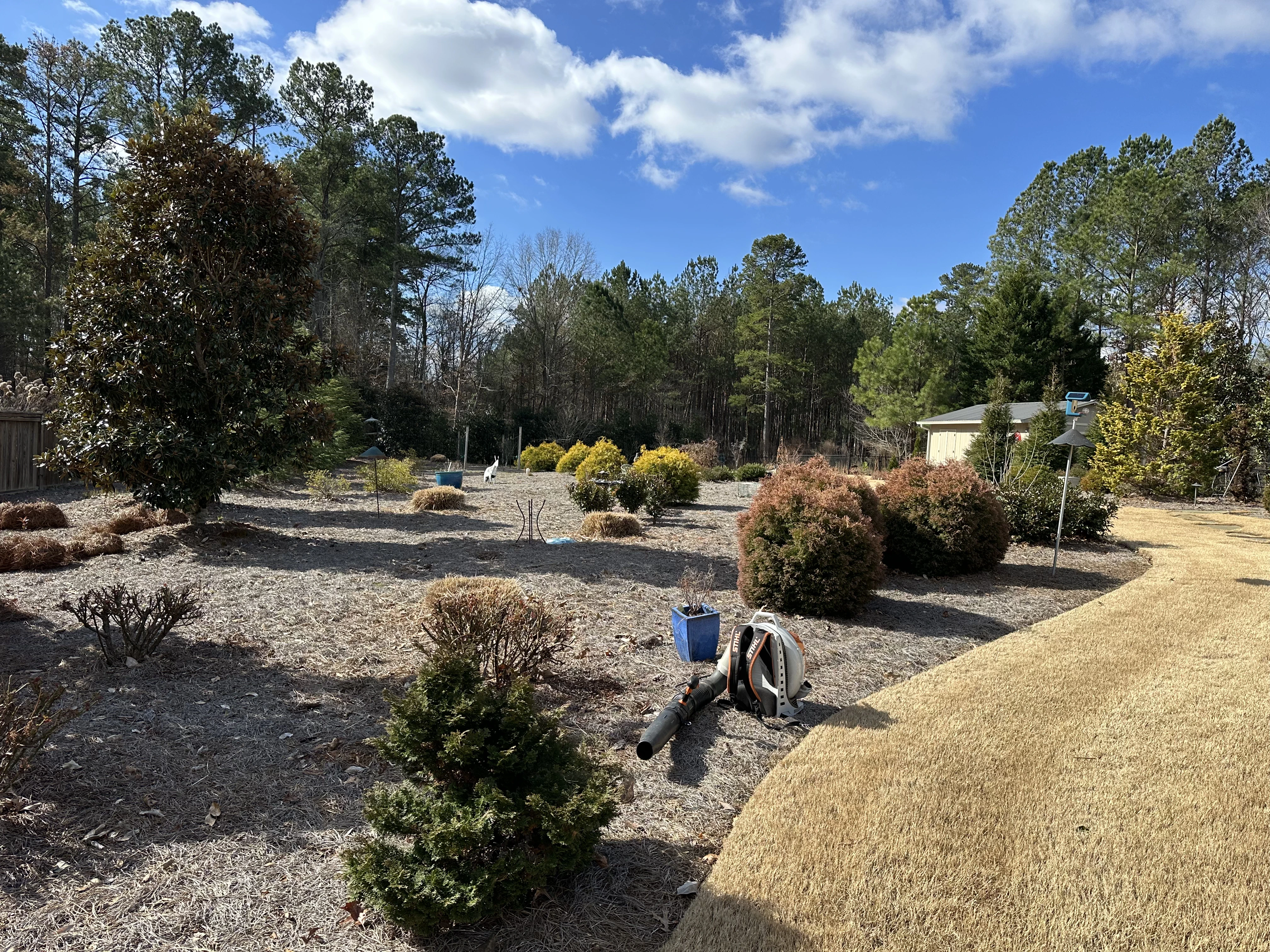 Overgrown lawn before maintenance service